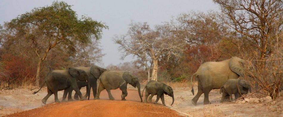 Un troupeau d’éléphants en train de traverser la route dans le Parc national de la Pendjari