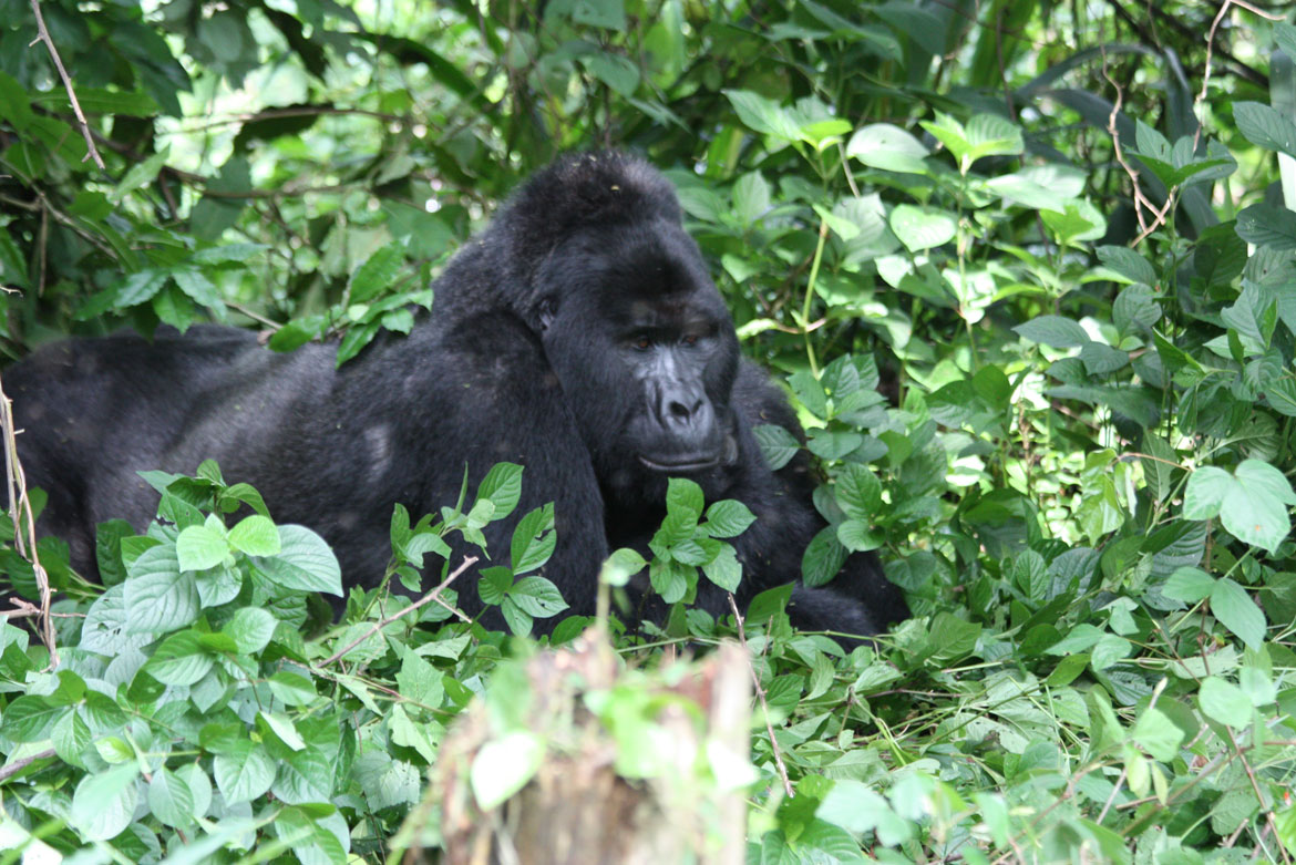 A mountain gorilla in Bwindi Forest in Uganda.