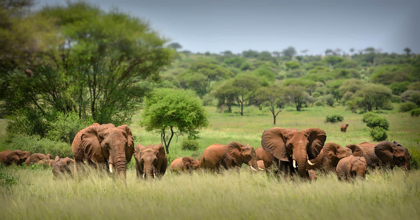 Serengueti National Park in Tanzania.
