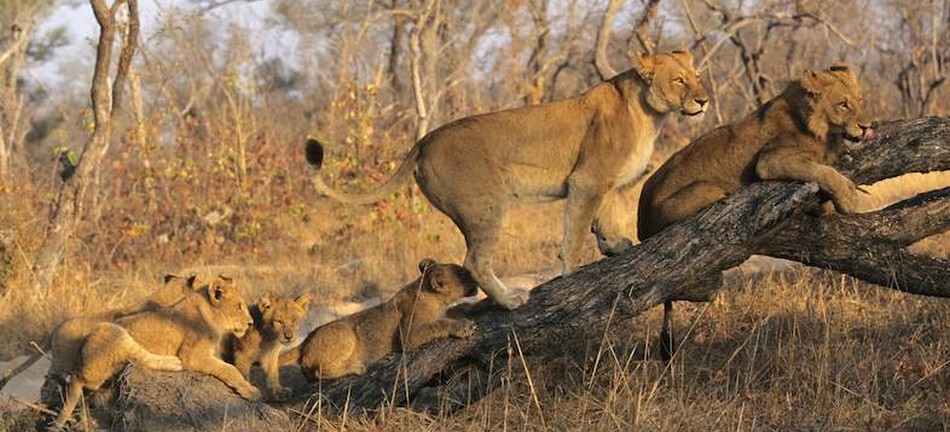 Un troupeau de lions dans le Parc Kruger